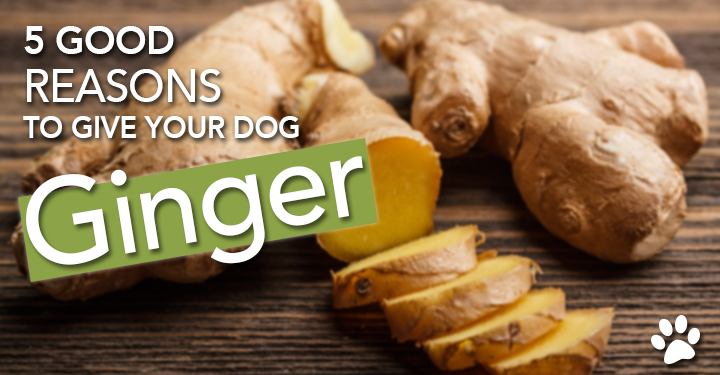 is it ok to give ginger to dogs